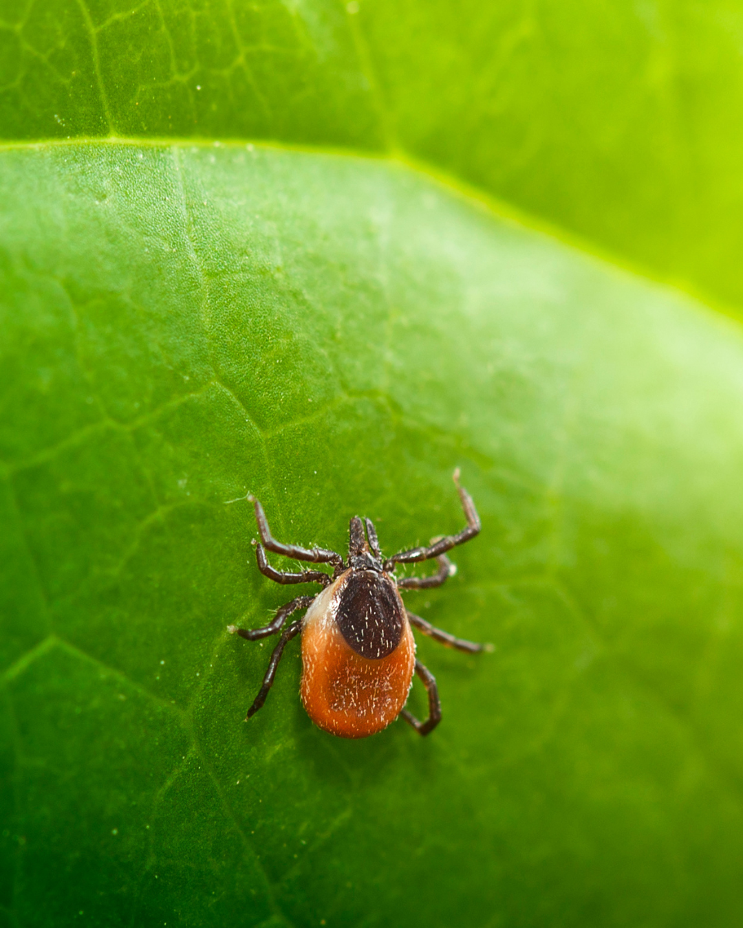 Zecke auf Hund – Borreliose beim Hund